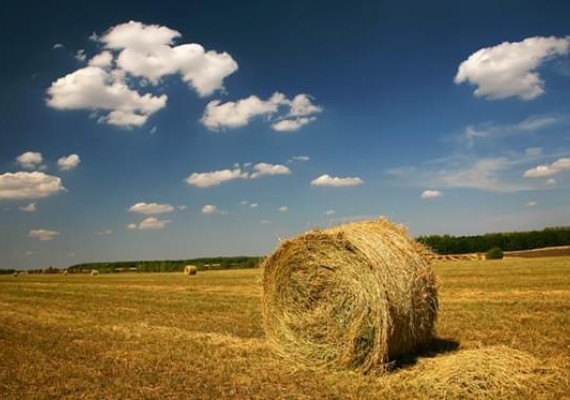 campo con balla di fieno